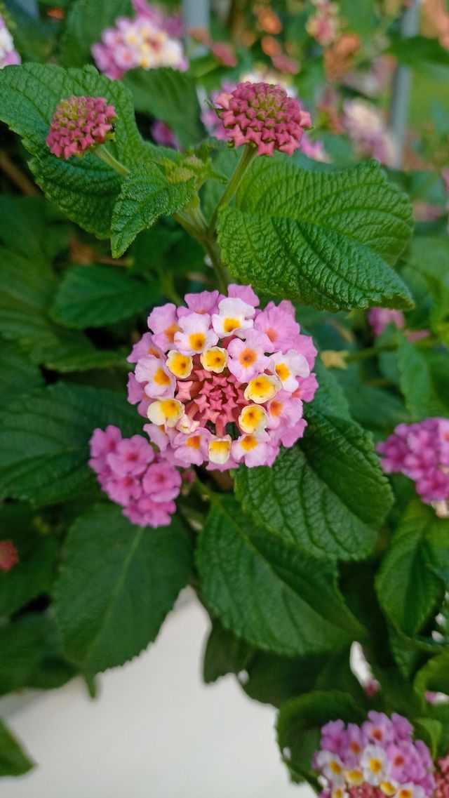 flowers and leaves