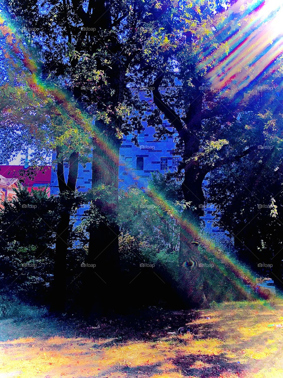 A prismatic refraction effect is created by light rays breaking through the leaves of the trees in this city park in Forest Green, Bklyn near Fulton Street. 2020. Hypnotic Productions