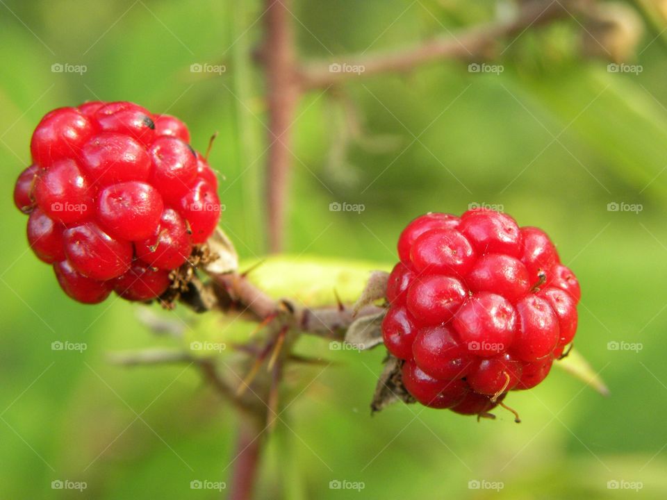 berries