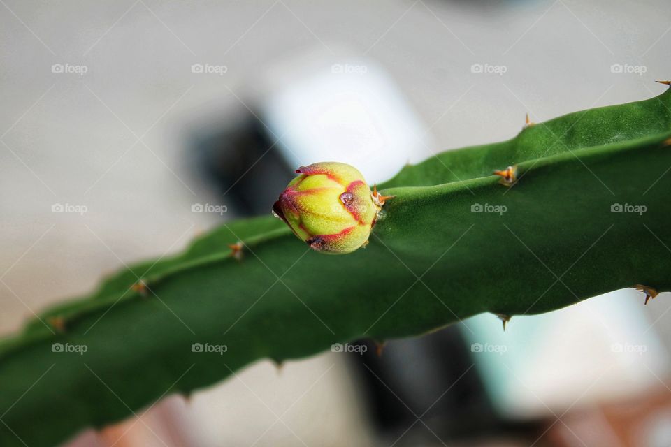 mini dragron fruit at my rootop