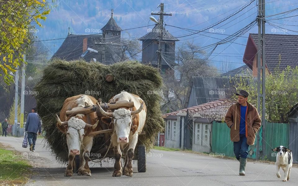 Țăranul român este "omul pământului", iar "țăran fără pământ e un nonsens". E multă frumusețe în lume, însă legătură țăranului român cu cerul și pământul, trainicia rădăcinilor și frumusețea sufletului său dau o altă dimensiune frumuseții simple.