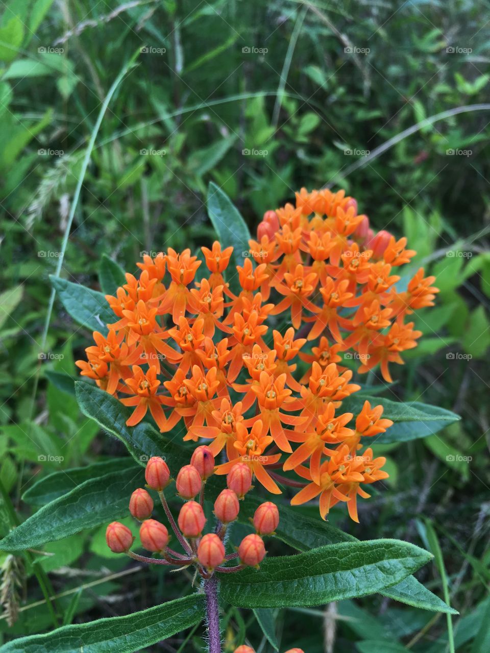 Butterflyweed in bloom 