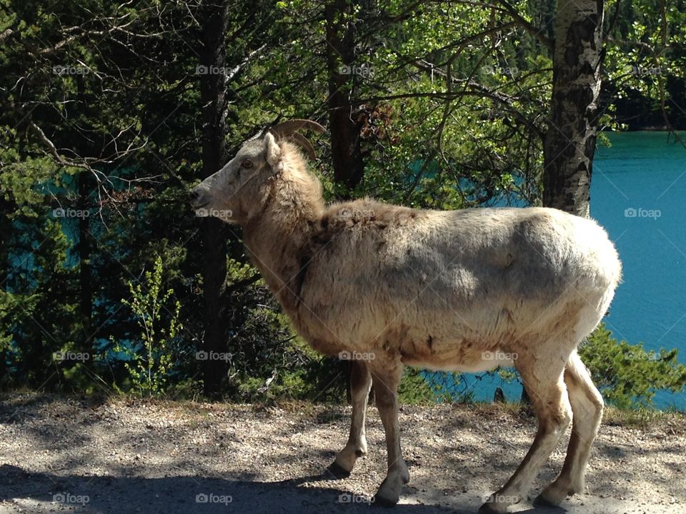 Mountain goat 