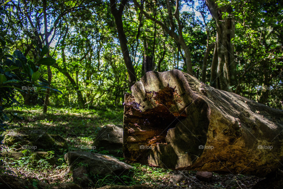 cut off tree with a hole in the middle
