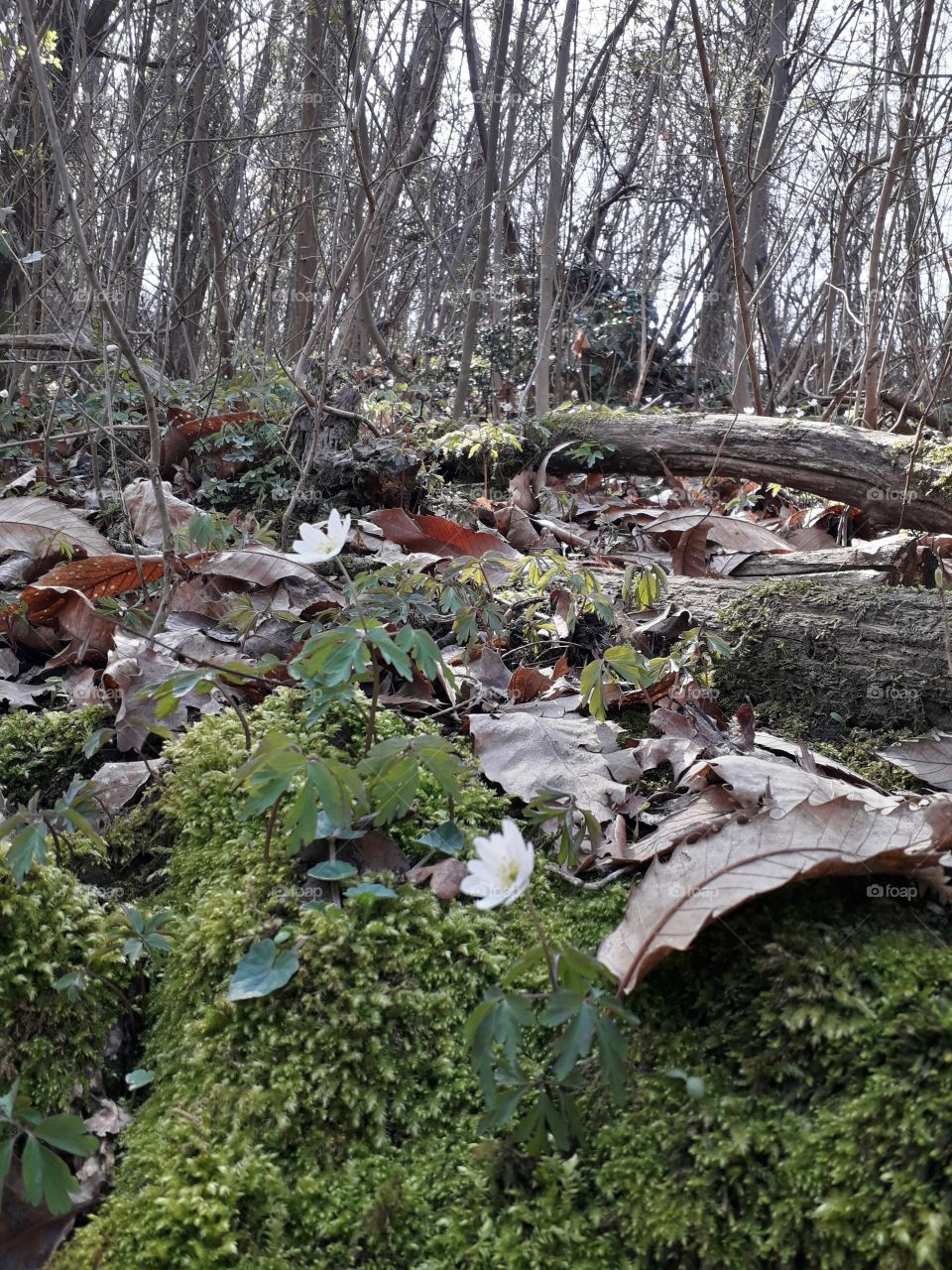 springtime in the wood