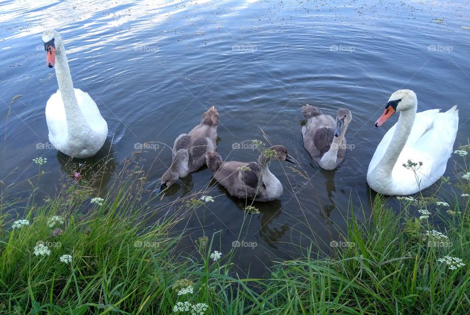 swans family on a lake summer landscape