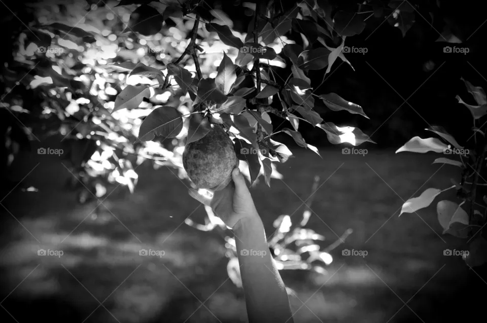 Harvest 