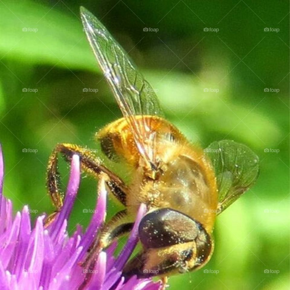 Spring pollination