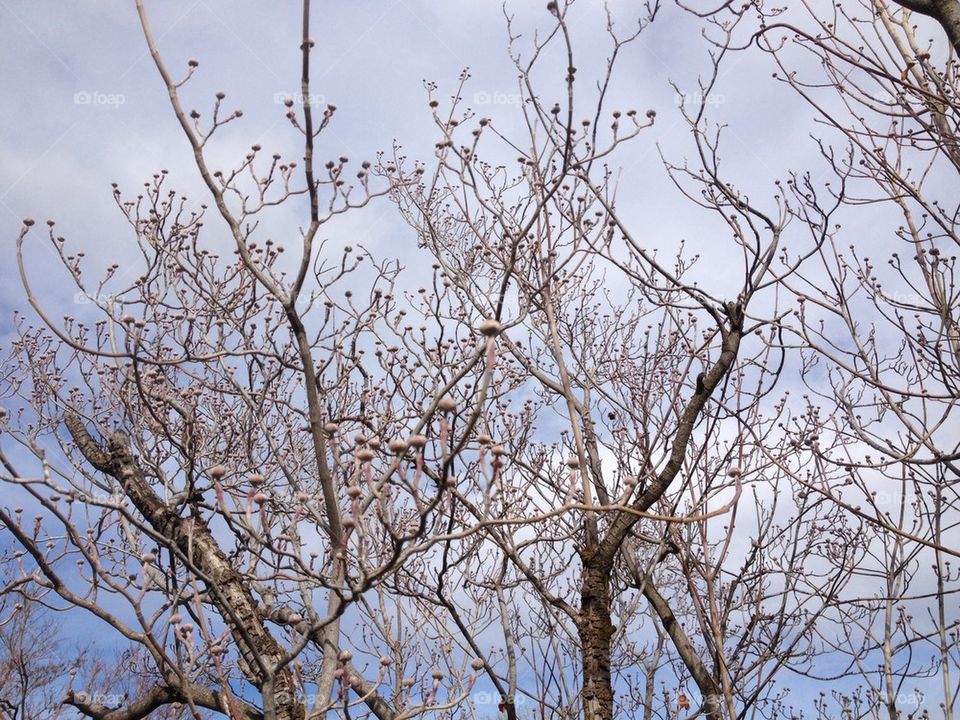 Dogwood Tree