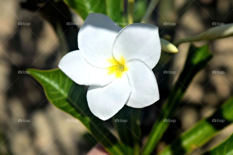 The deserts flower 