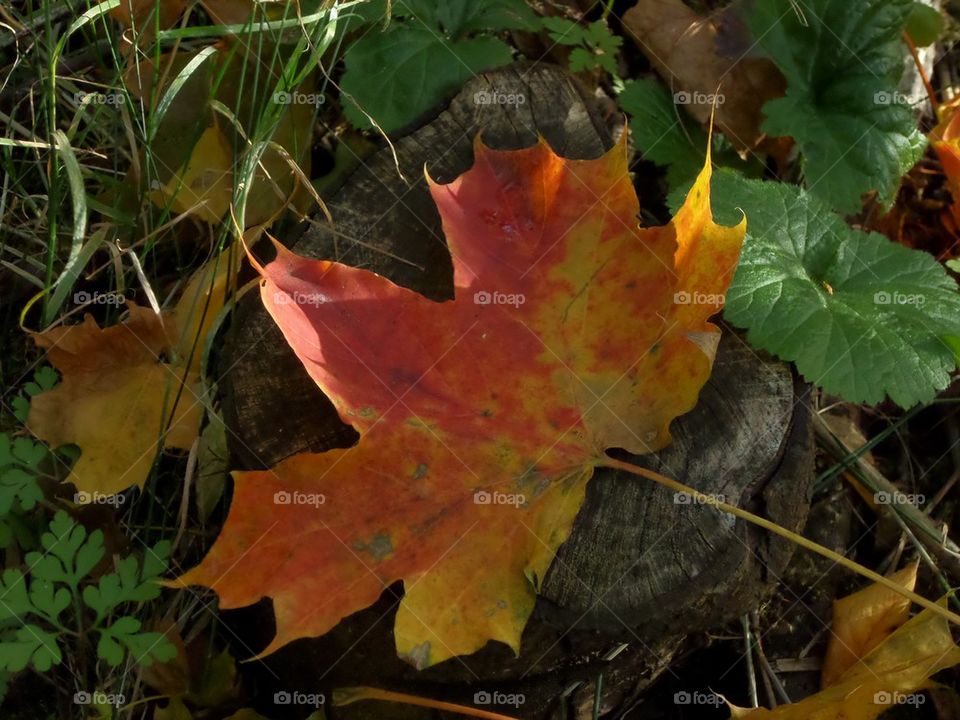 Autumn Nature