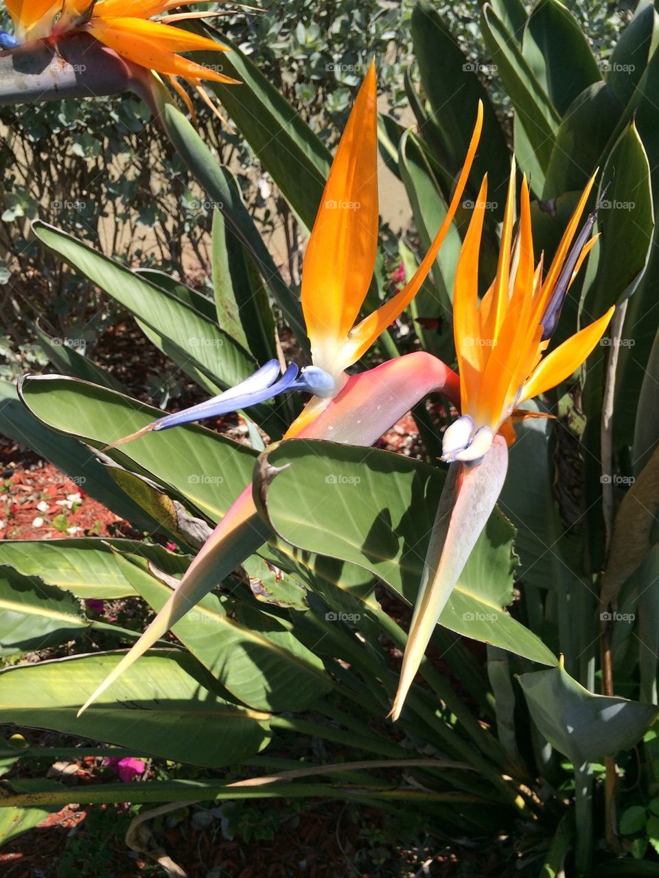 Bird of paradise