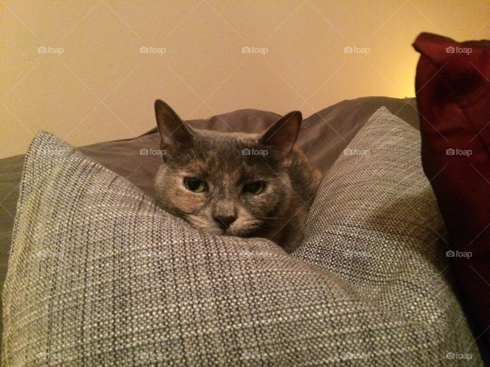 Gray cat in pillows