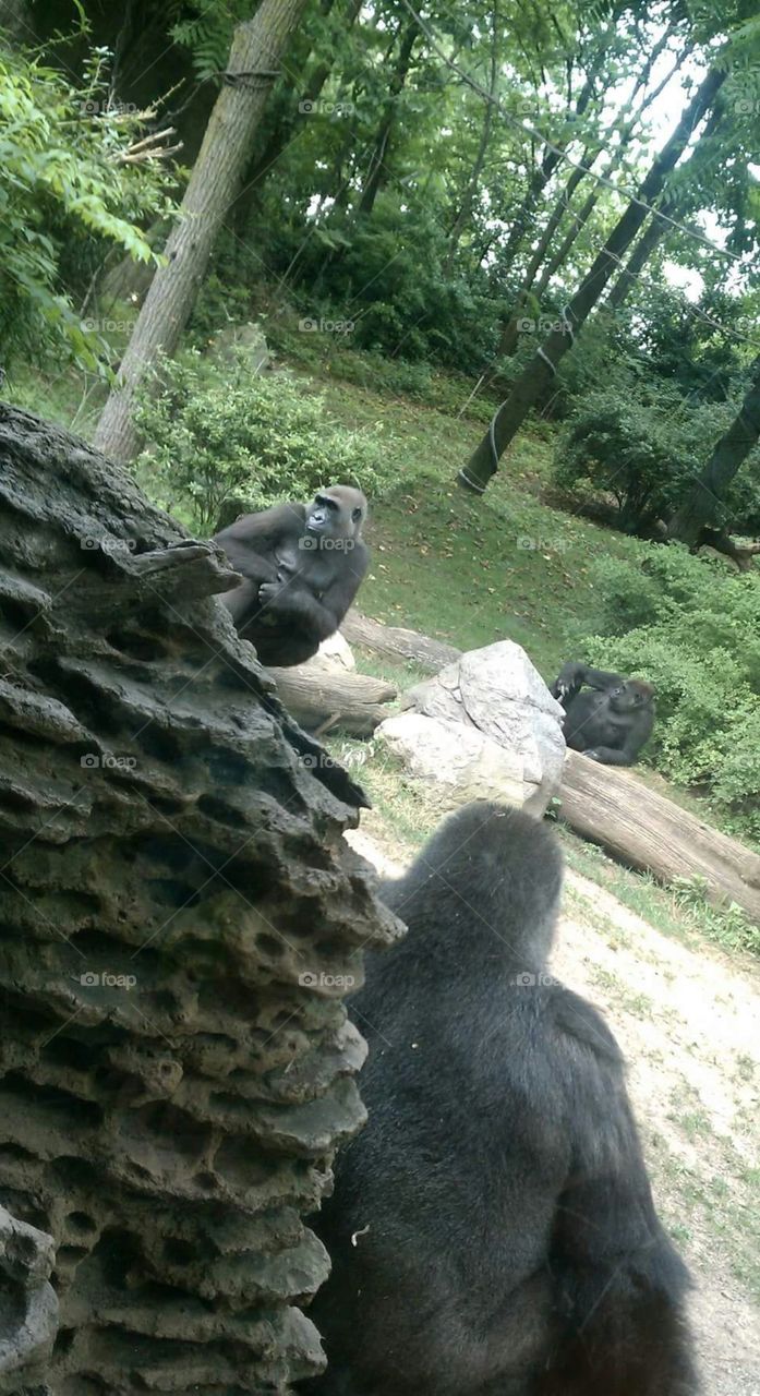 Zoo Gorillas. Bronx zoo visit