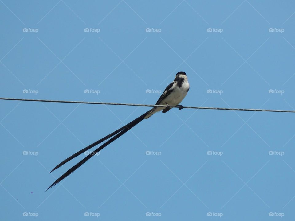 bird portraiture.