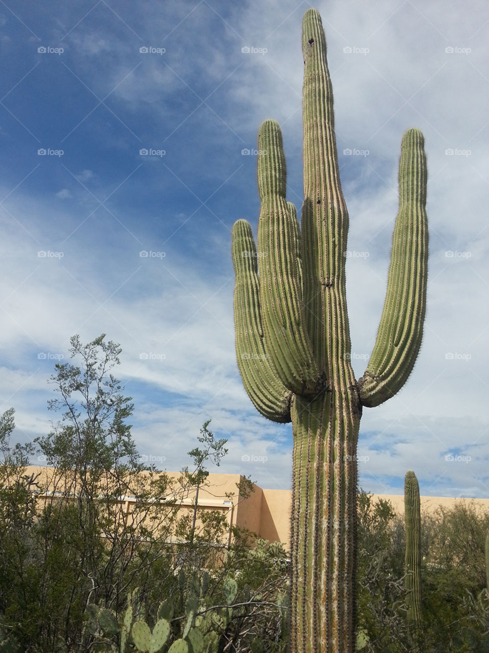 Cactus - Arizona
