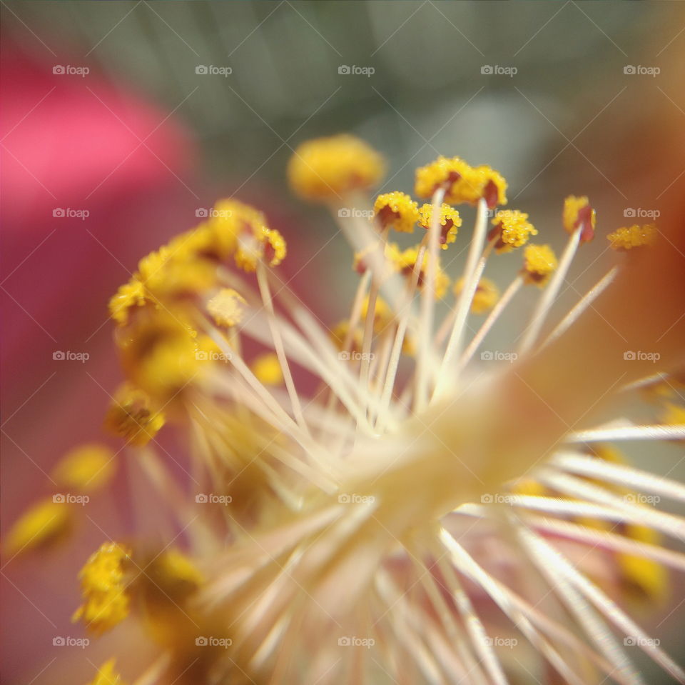 macro flowers