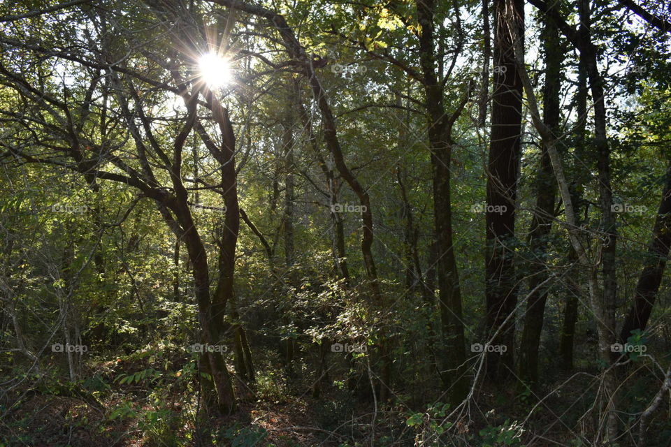 Autumn light in the woods 