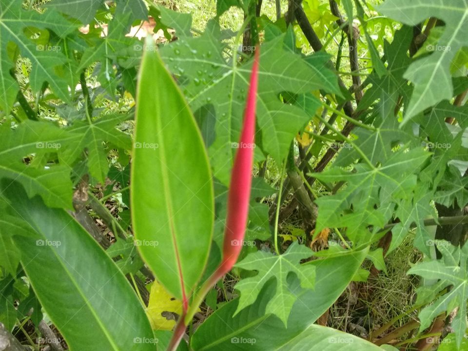 A Red Stem