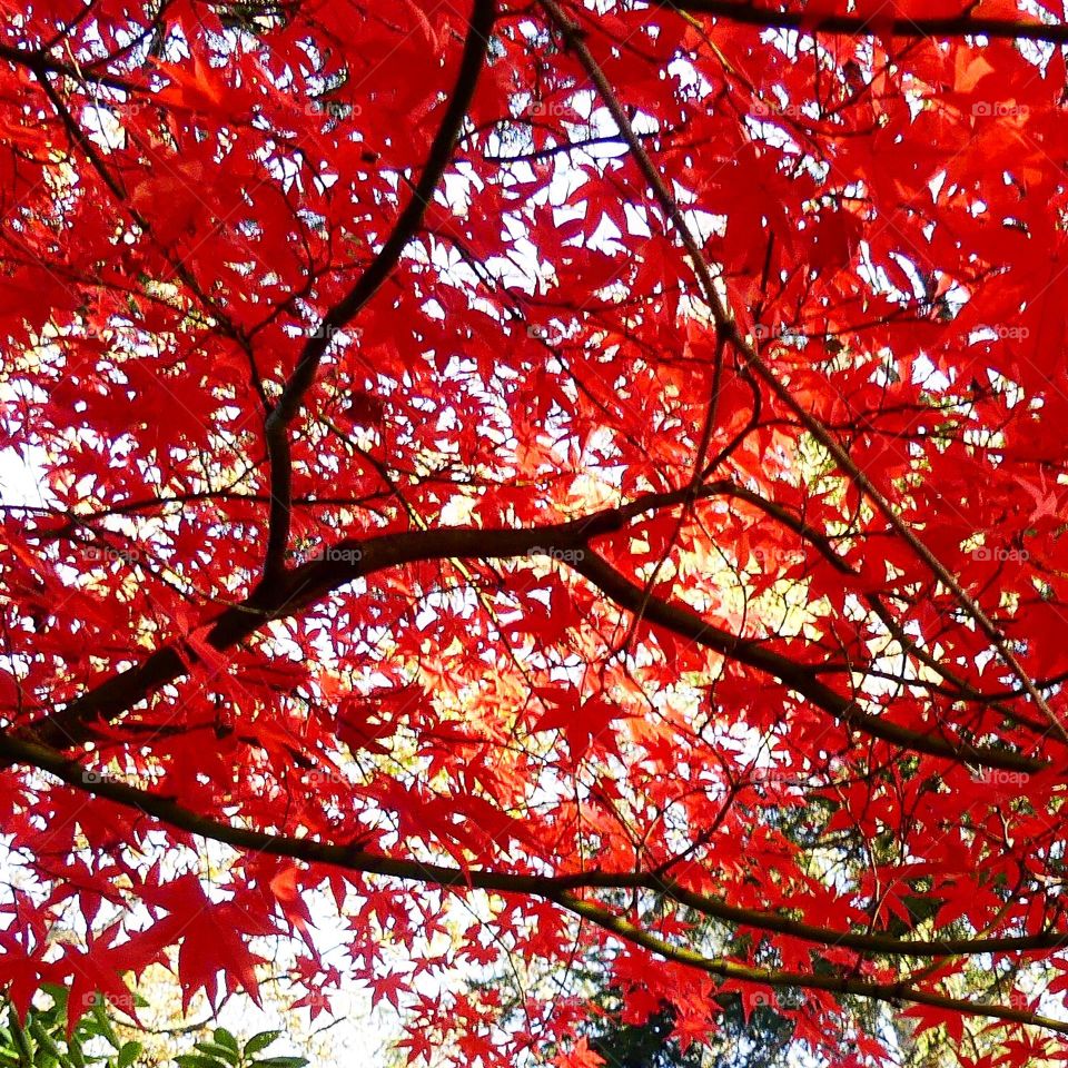 under autumn tree