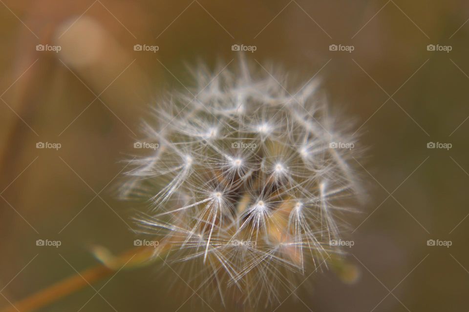 Up close macro shot of a beautiful white dandelion 