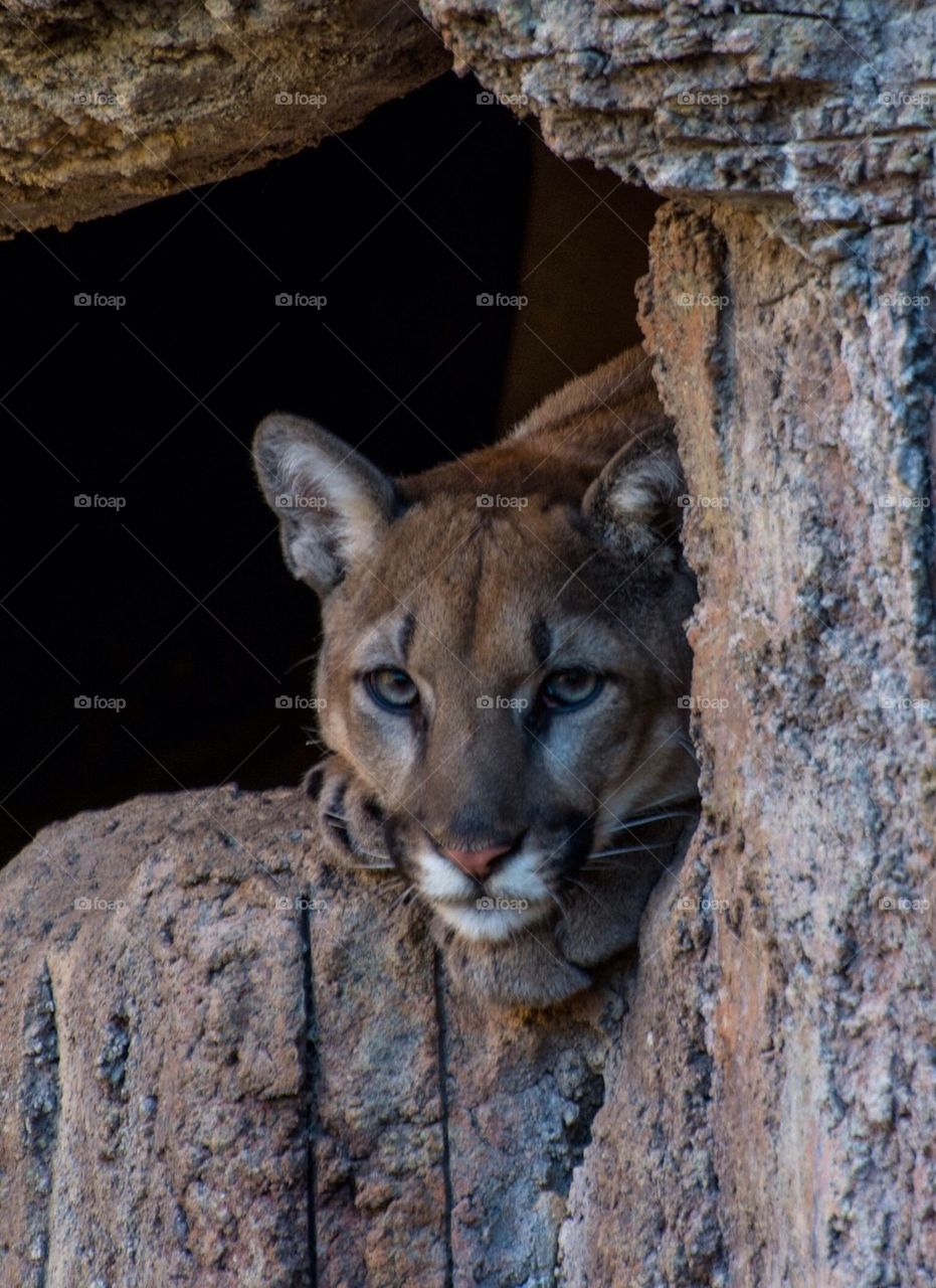 Mountain Lion 