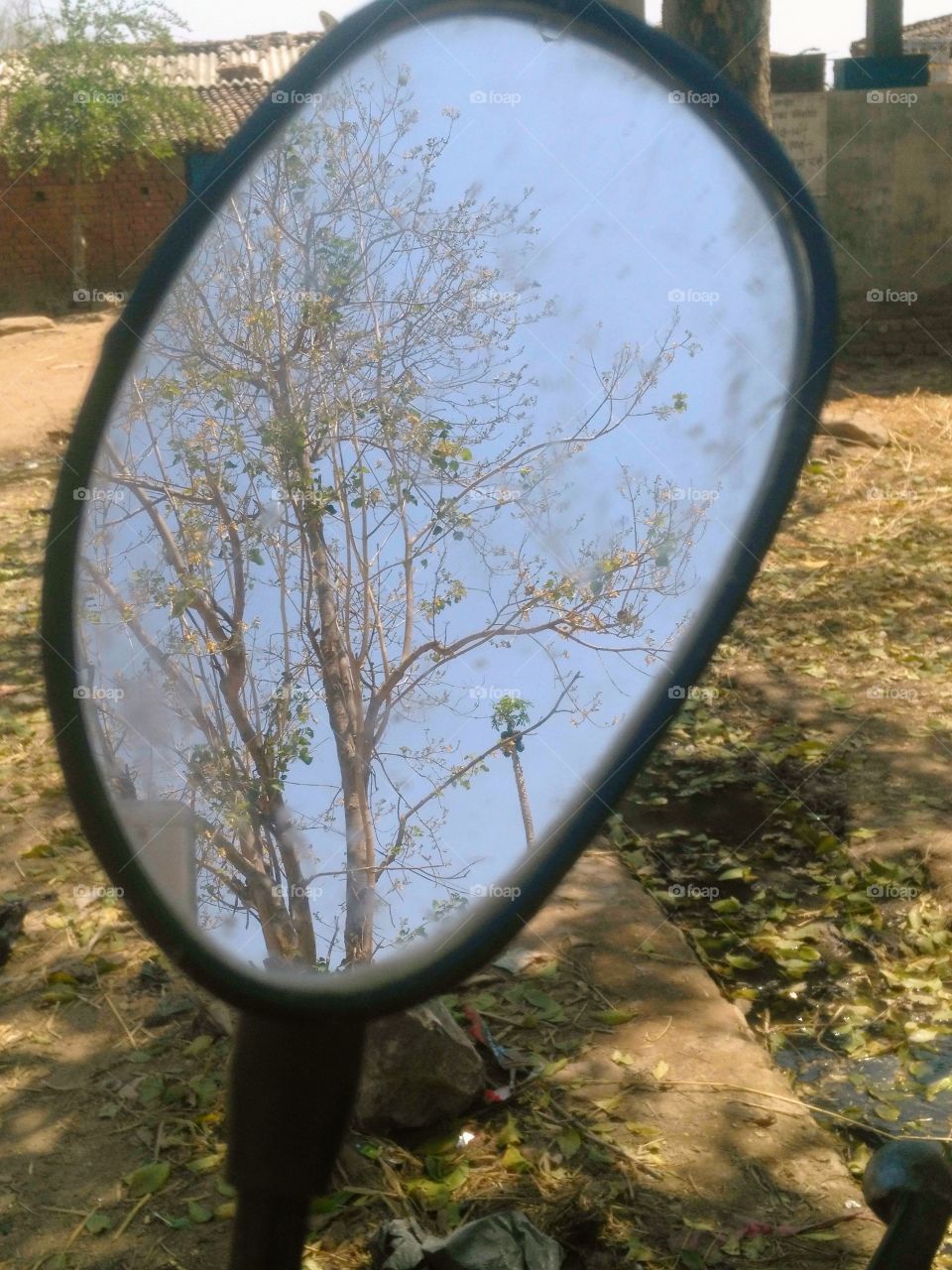 tree in the mirror