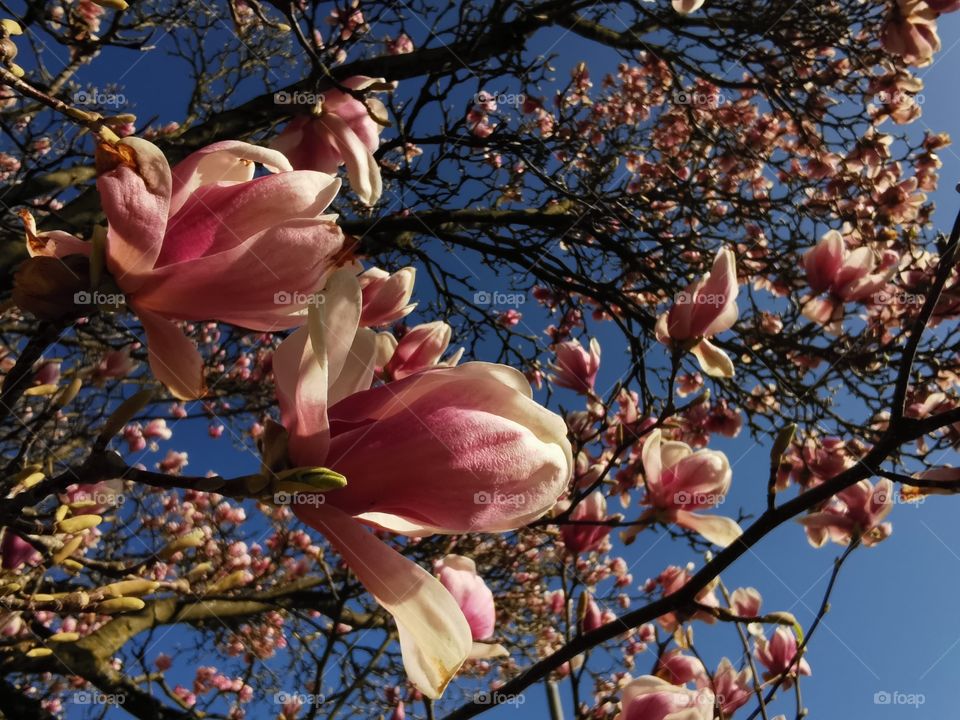 Magnolia tree in full blossom