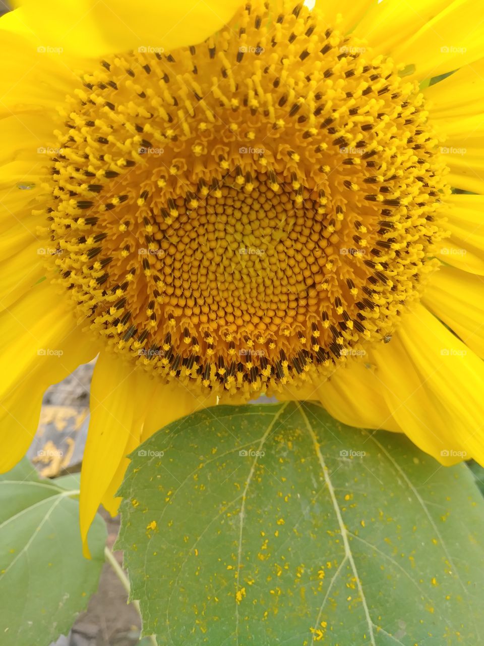 Giant yellow sunflower seed head closeup with green leaf and clean petals