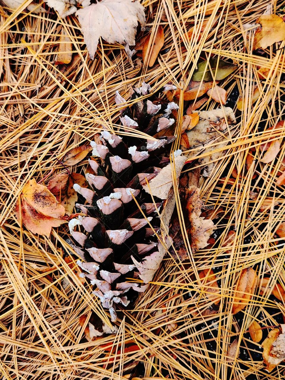 pine cone season