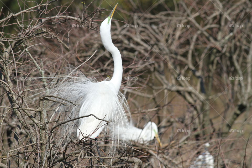 Great egret breeding plumage