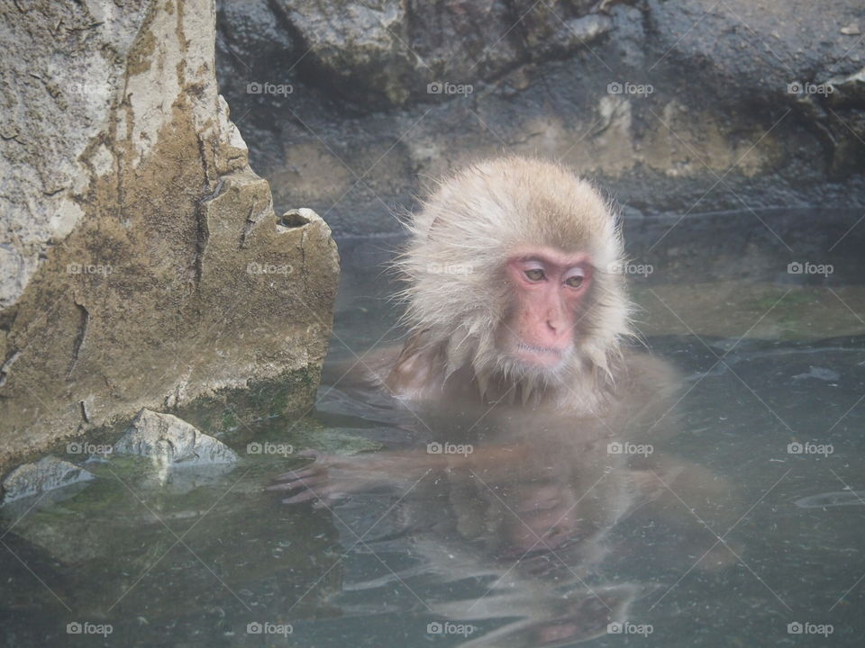 Onsen monkey