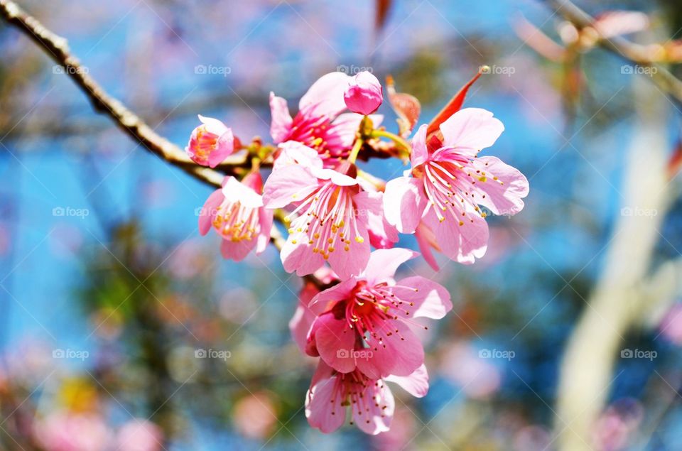 Wild himalayan cherry Flowers