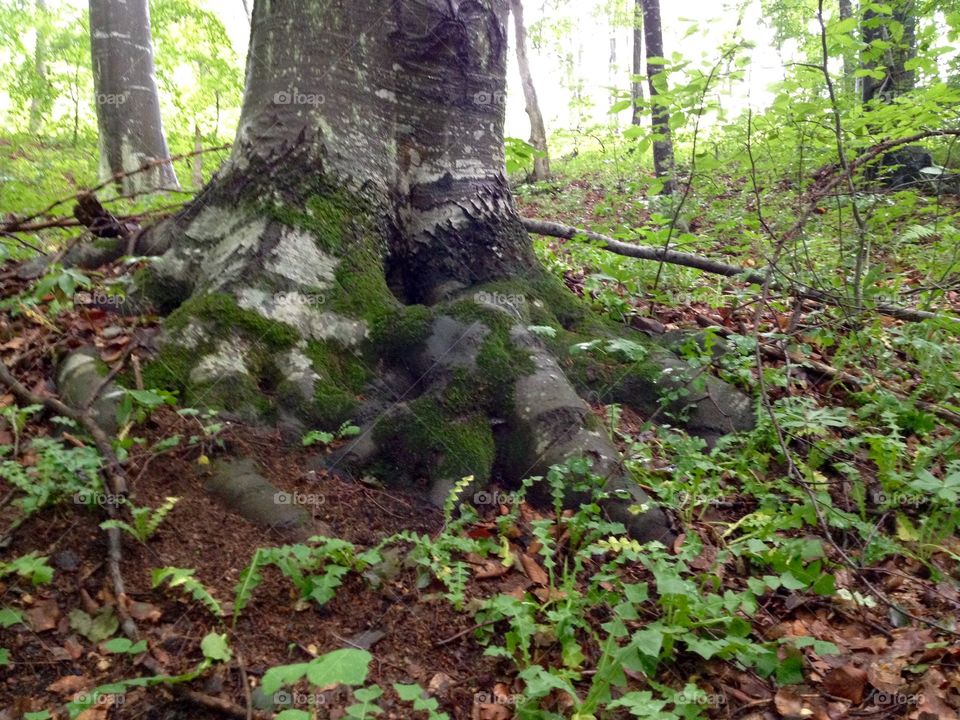 Strong legs big tree