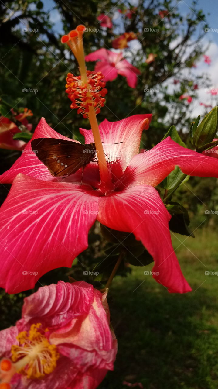 GARTEN, BLUME, SCHMETTERLING.
