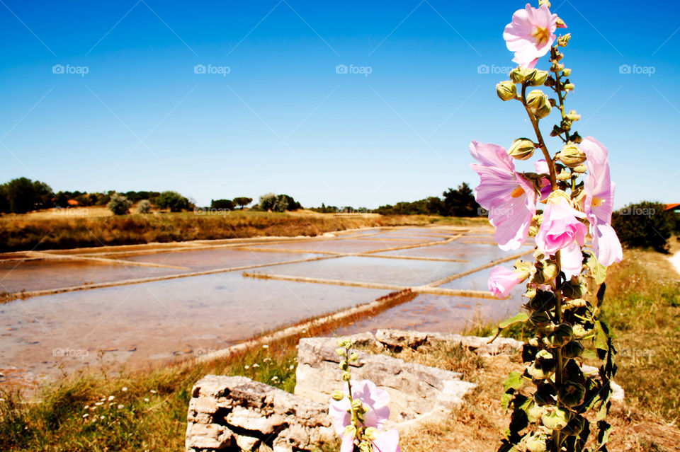 flower lake salt mignola by ilsem16