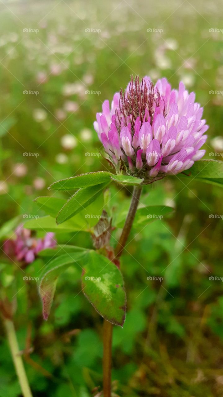 Purple Clover