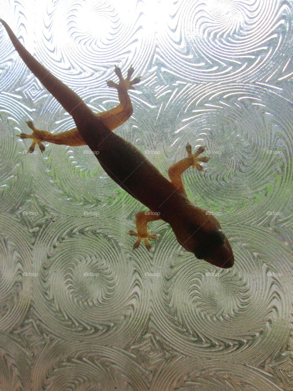 Gecko