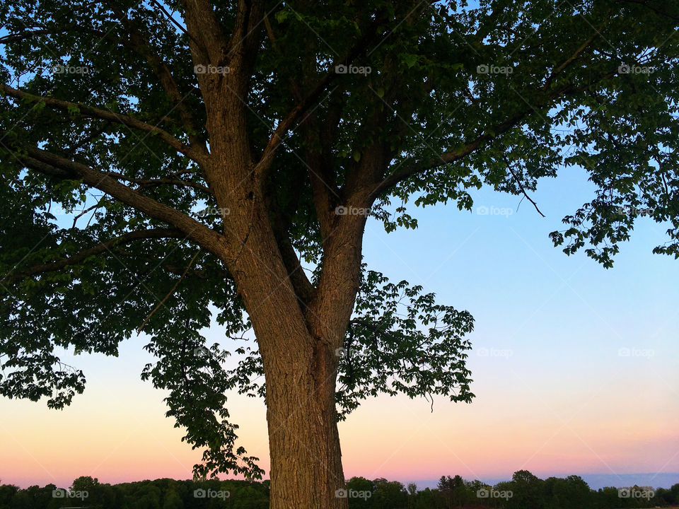 Tall tree and sunset