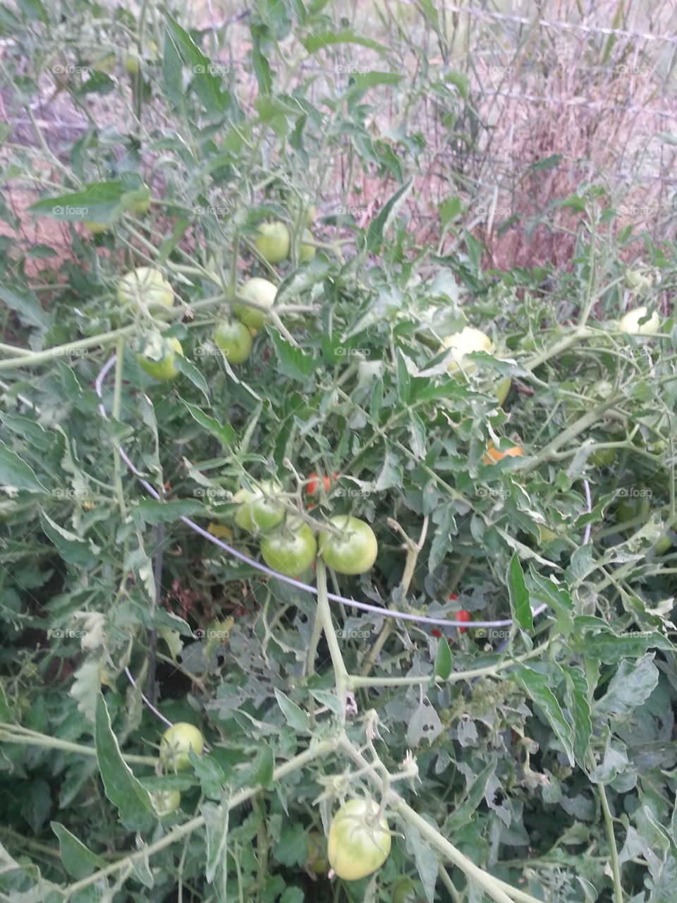 Tomatoes Growing on the Vine