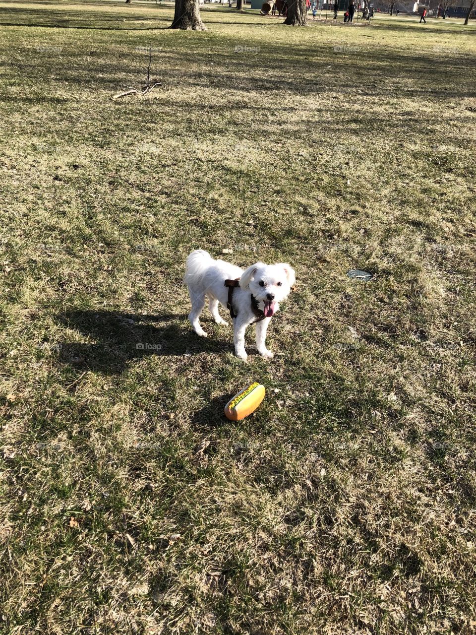 Having fun around the park