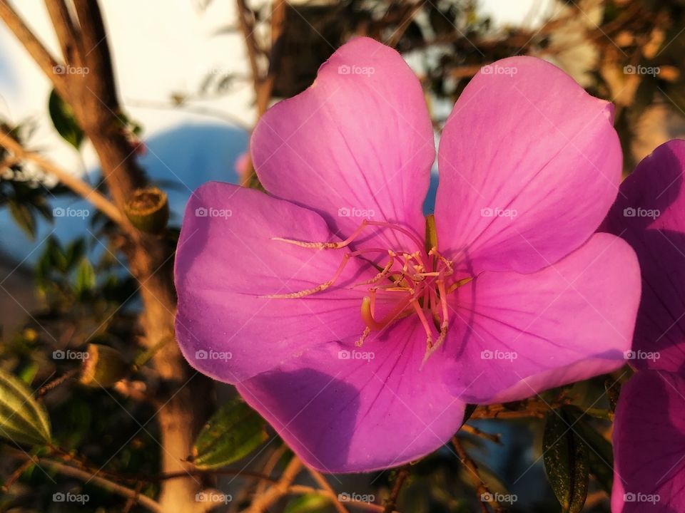 A Tibouchina mutabilis flower. It is an evergreen tree that grows in Brazil, where is called Manacá da Serra, and it is known as Glory Bush in Australia. Its flowers have different colors (white to pink), which makes it a beautiful ornamental plant.