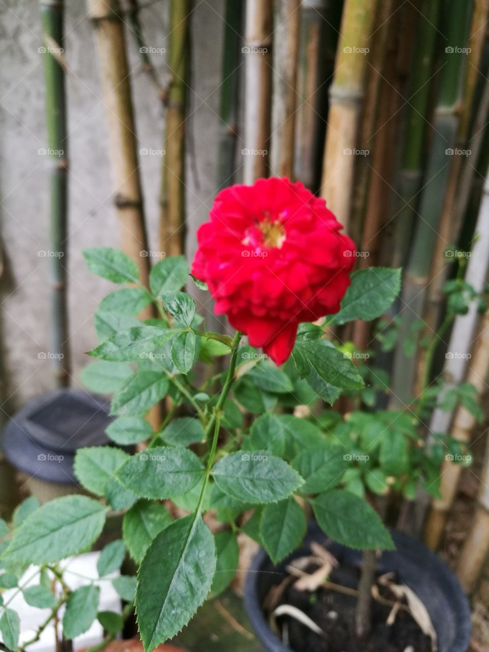 red miniature rose