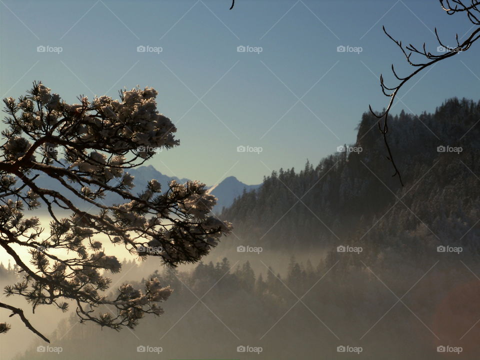 Forest during foggy morning