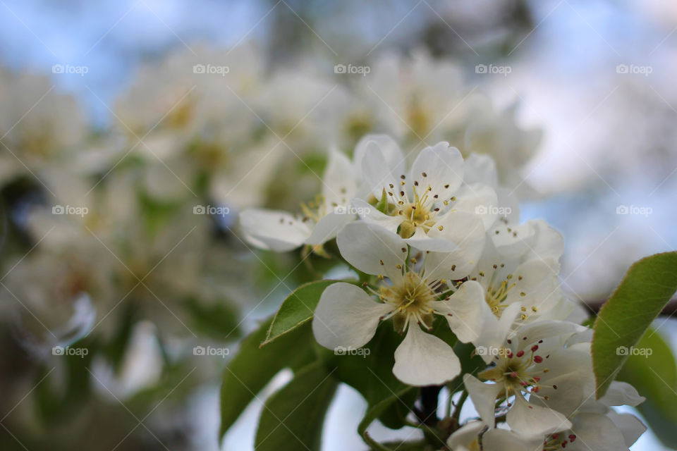 Pear tree blossom