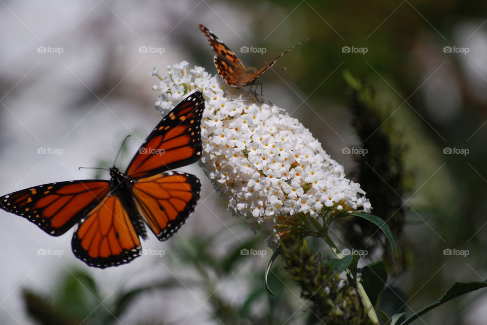 A monarch butterfly is coming to join a painted lady on the white flower cluster.