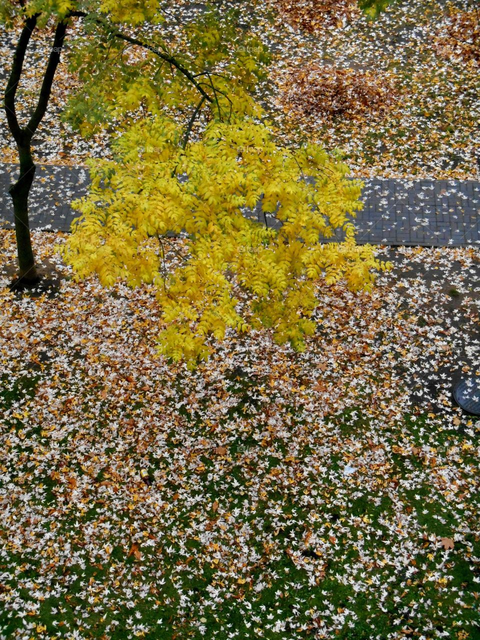 Nature, Landscape, Leaf, Desktop, Season