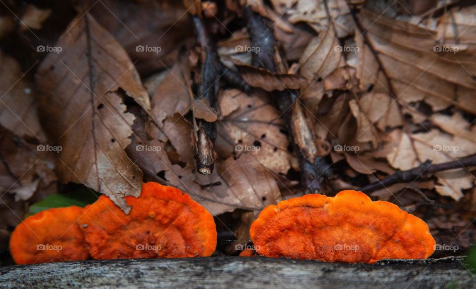 Bright orange mushrooms 