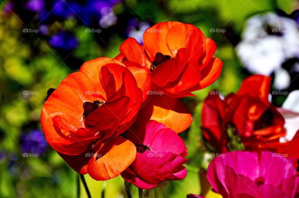 Orange flowers in a garden