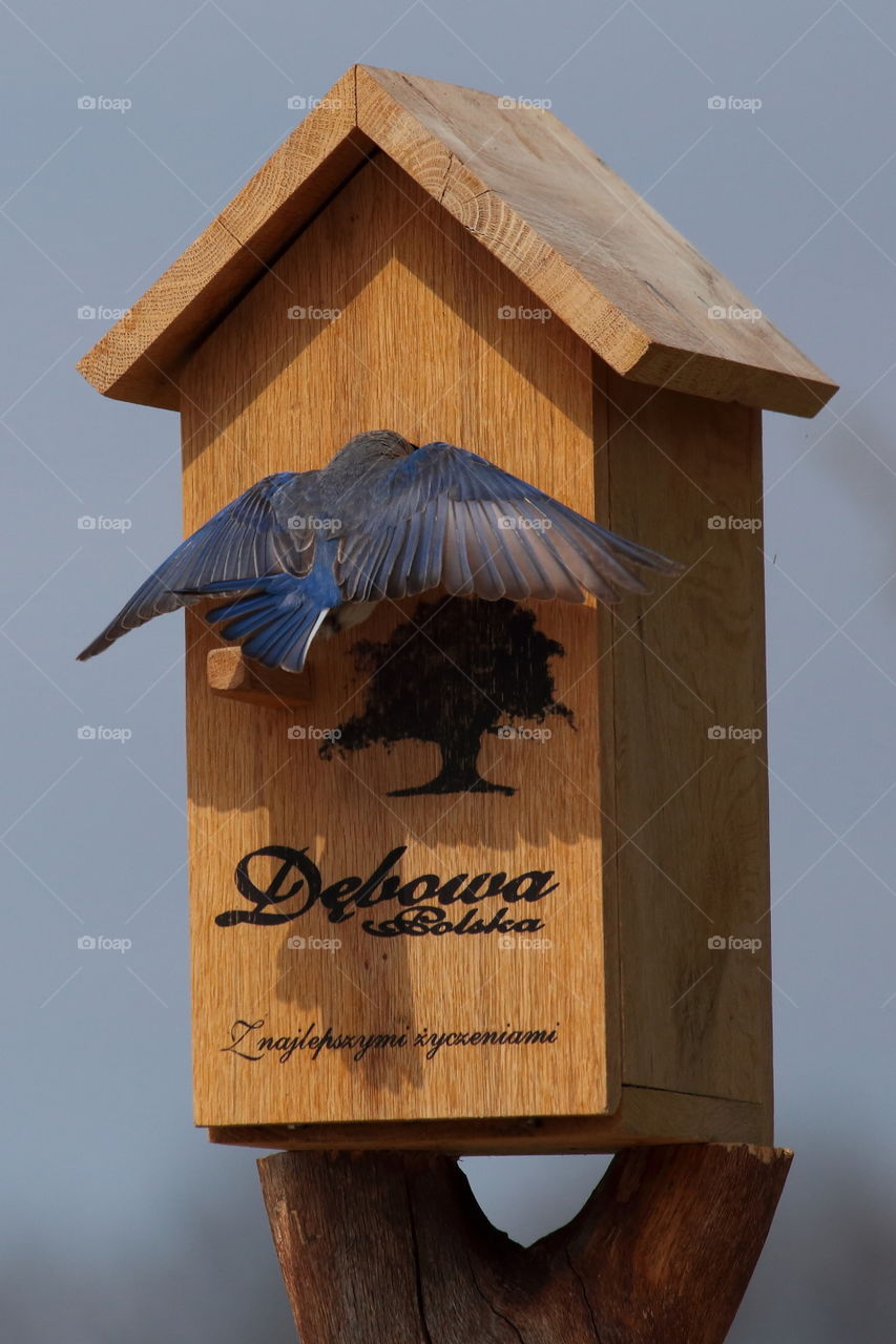 Birds  start nesting